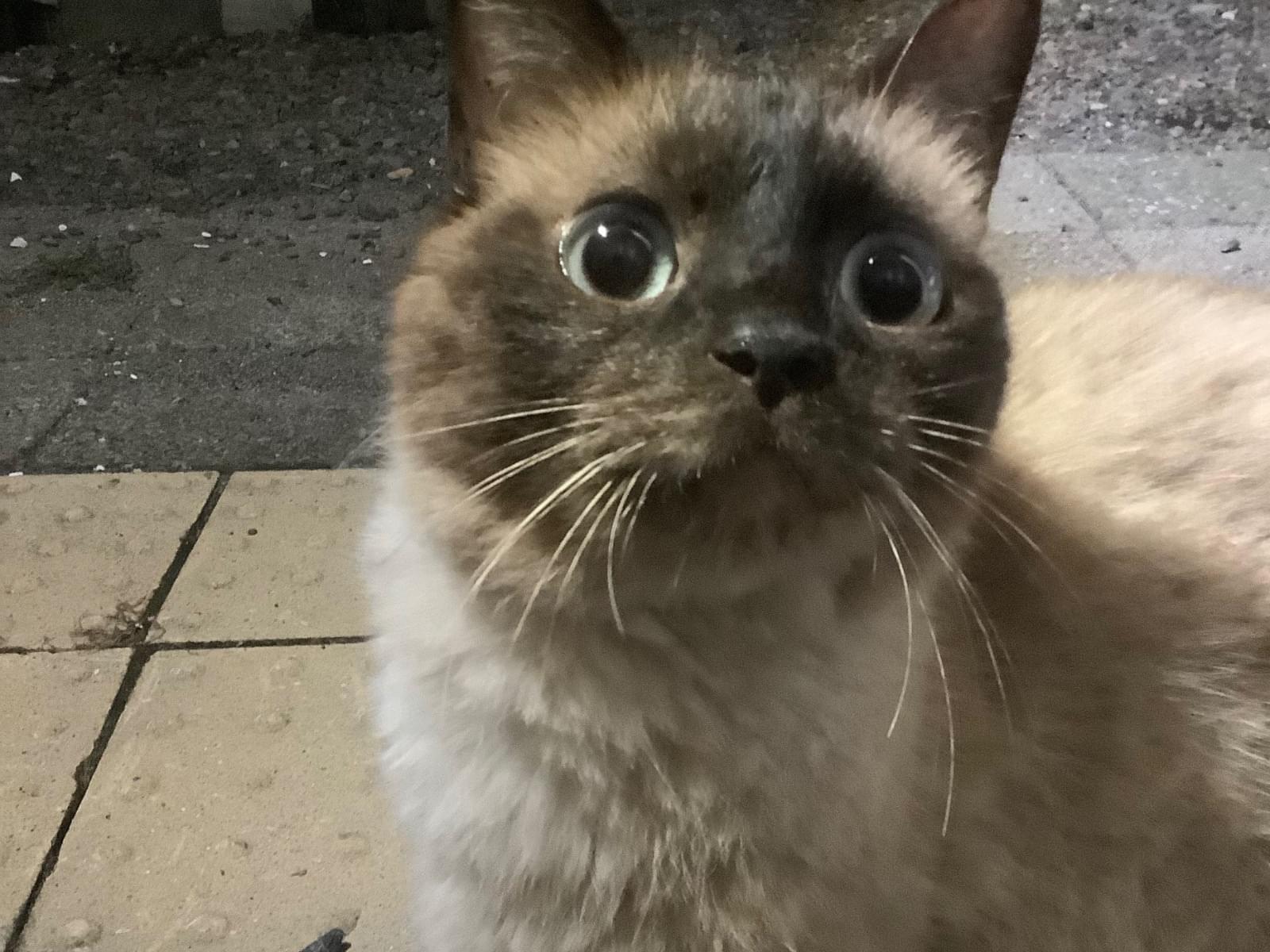 目撃された猫 目撃された猫