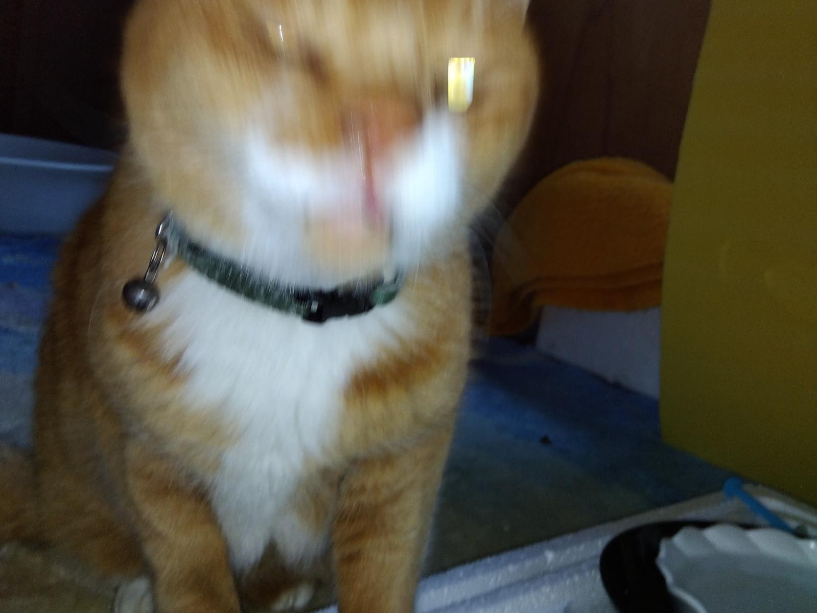 保護された猫 保護された猫