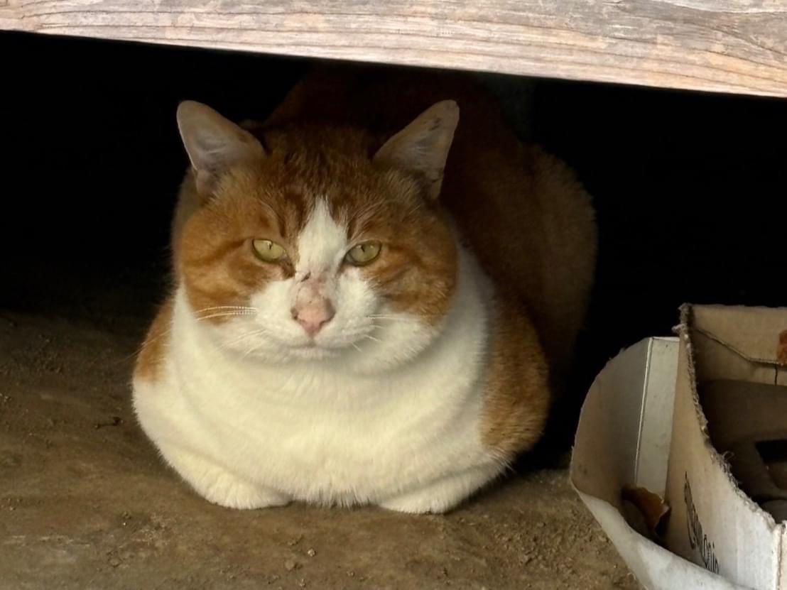 目撃された猫 目撃された猫