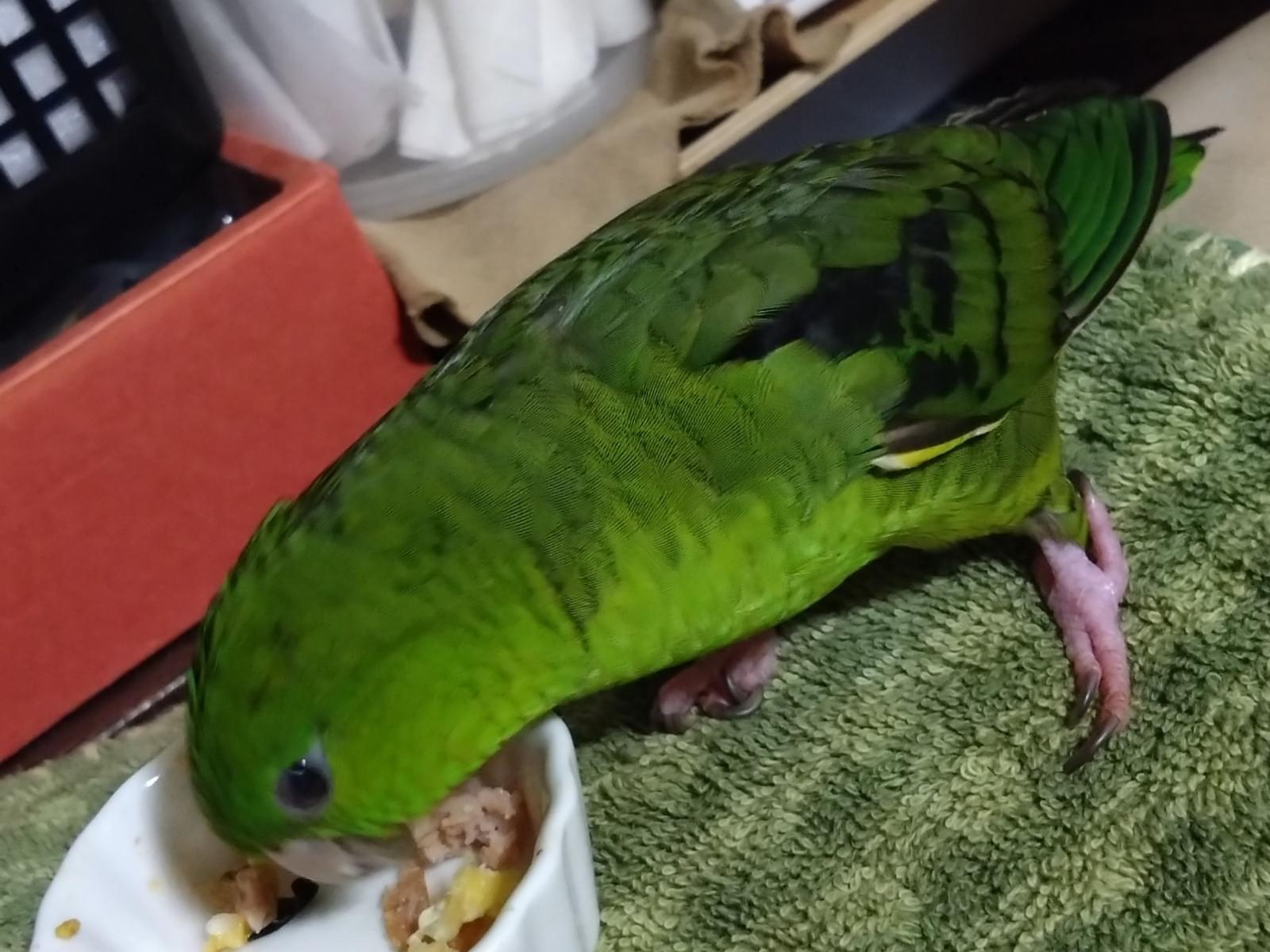 ぴぃ〜ちゃん ぴぃ〜ちゃん