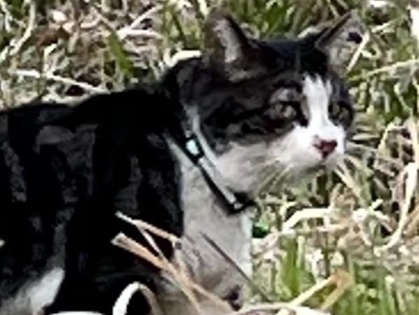 目撃された猫