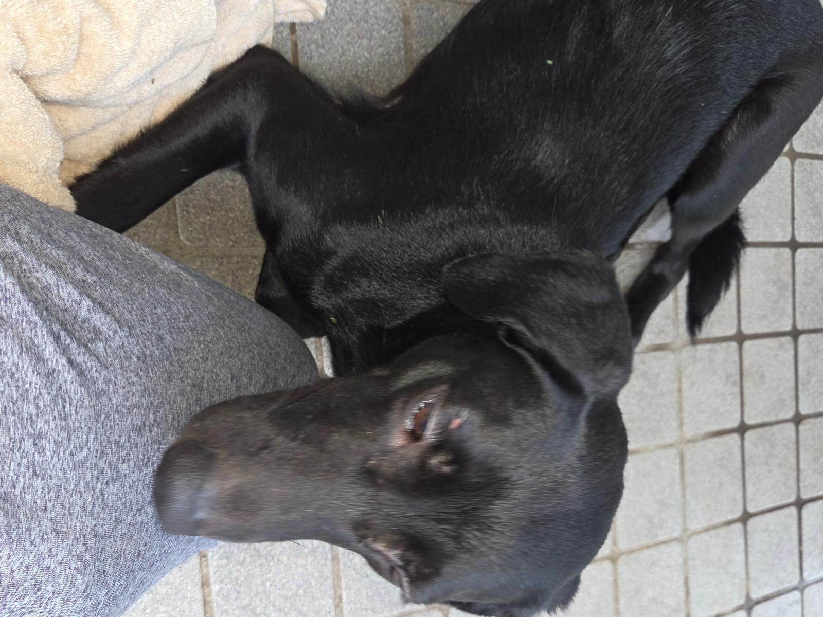 保護された犬 保護された犬