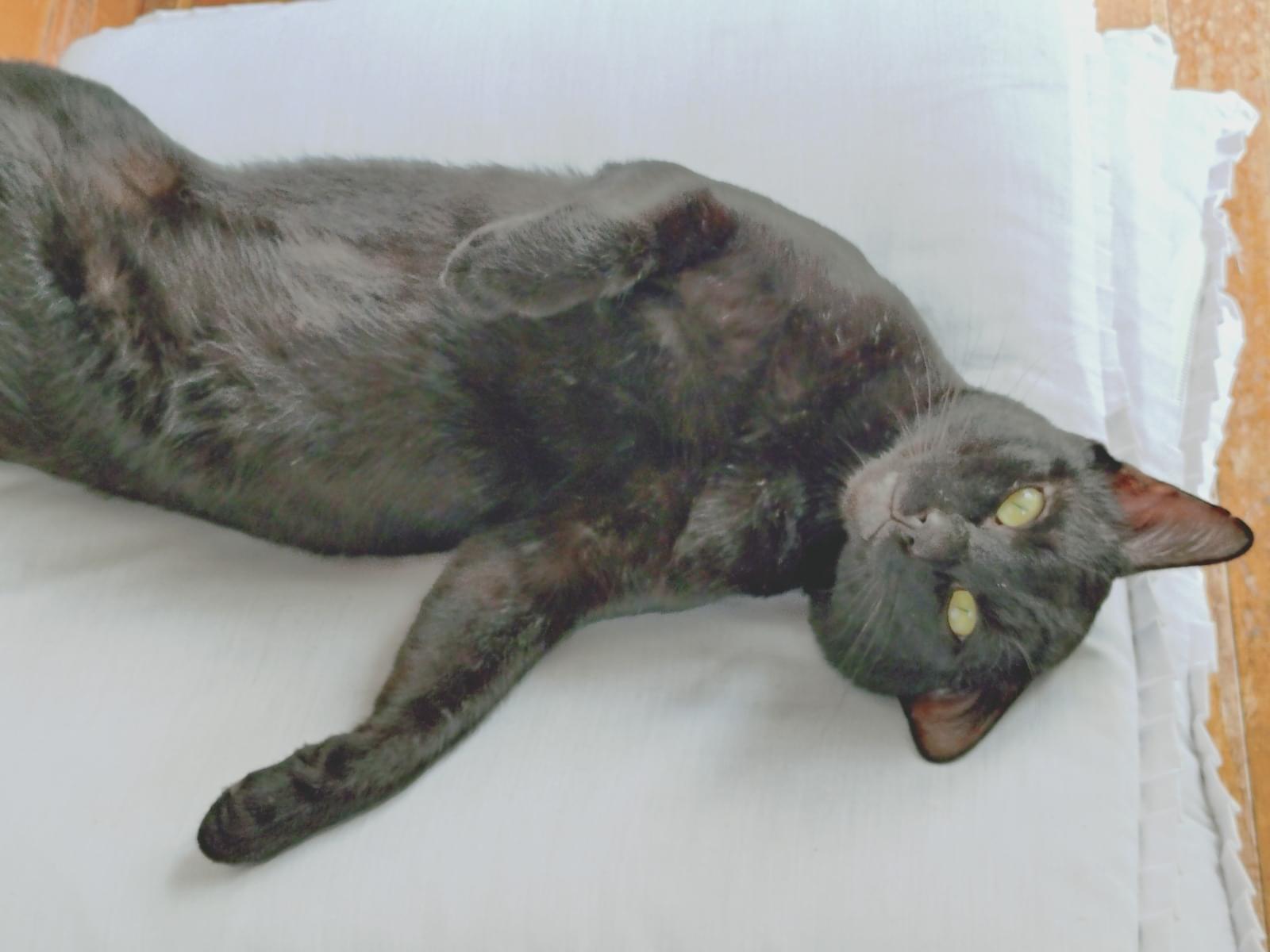 ネロちゃん ネロちゃん