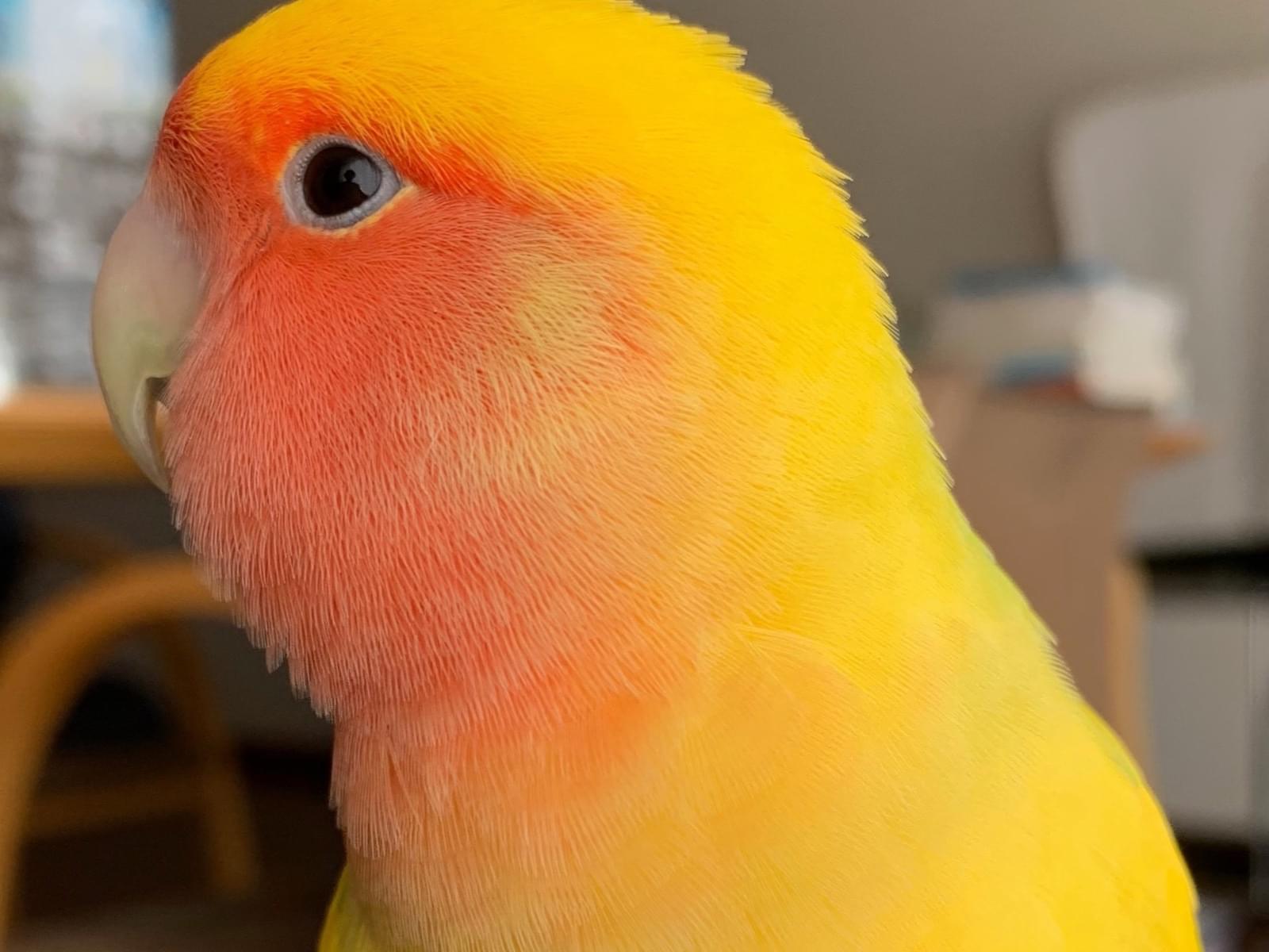 チェリーちゃん