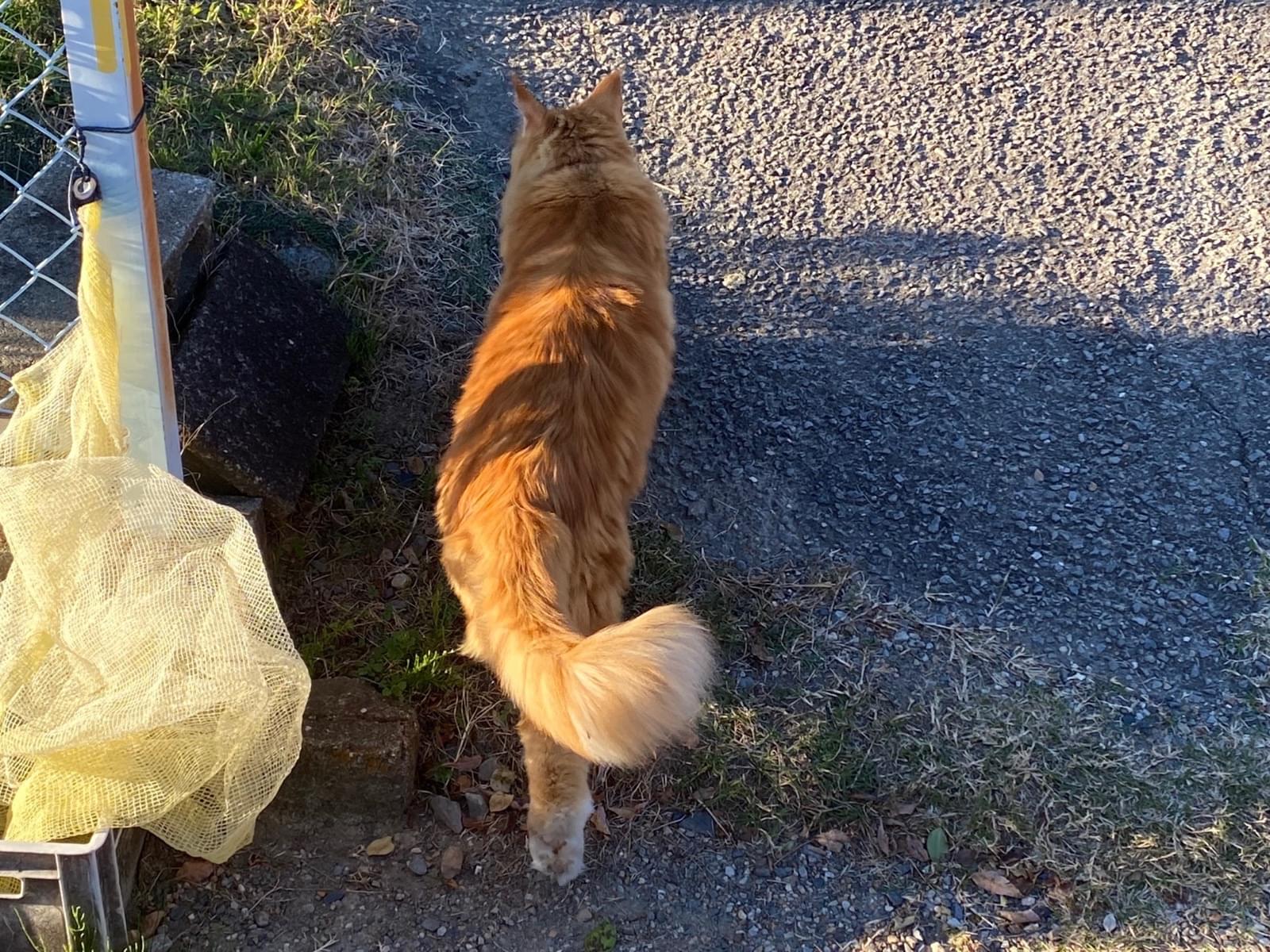目撃された猫 目撃された猫
