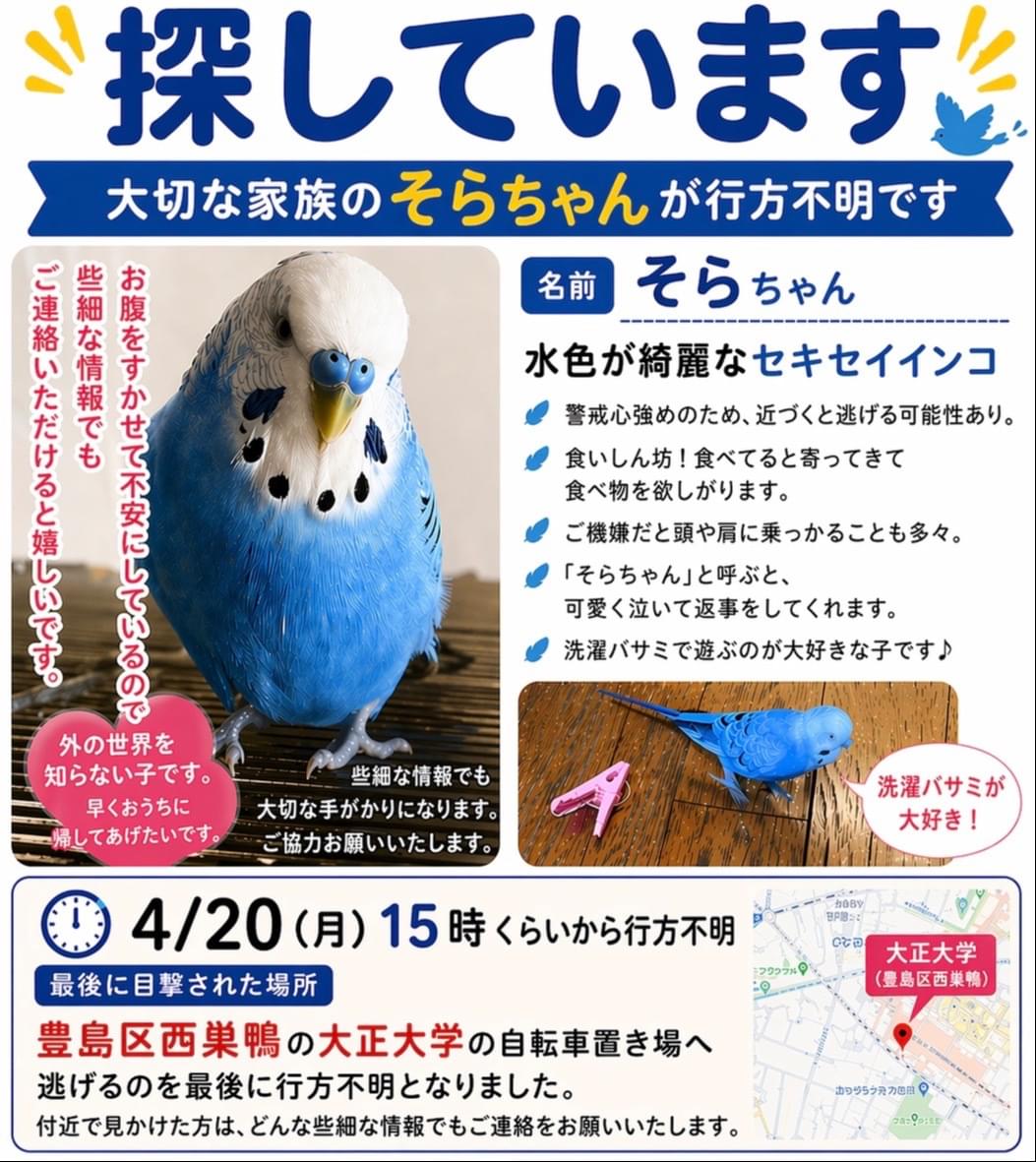 迷子のセキセイインコ そらちゃんを探しています