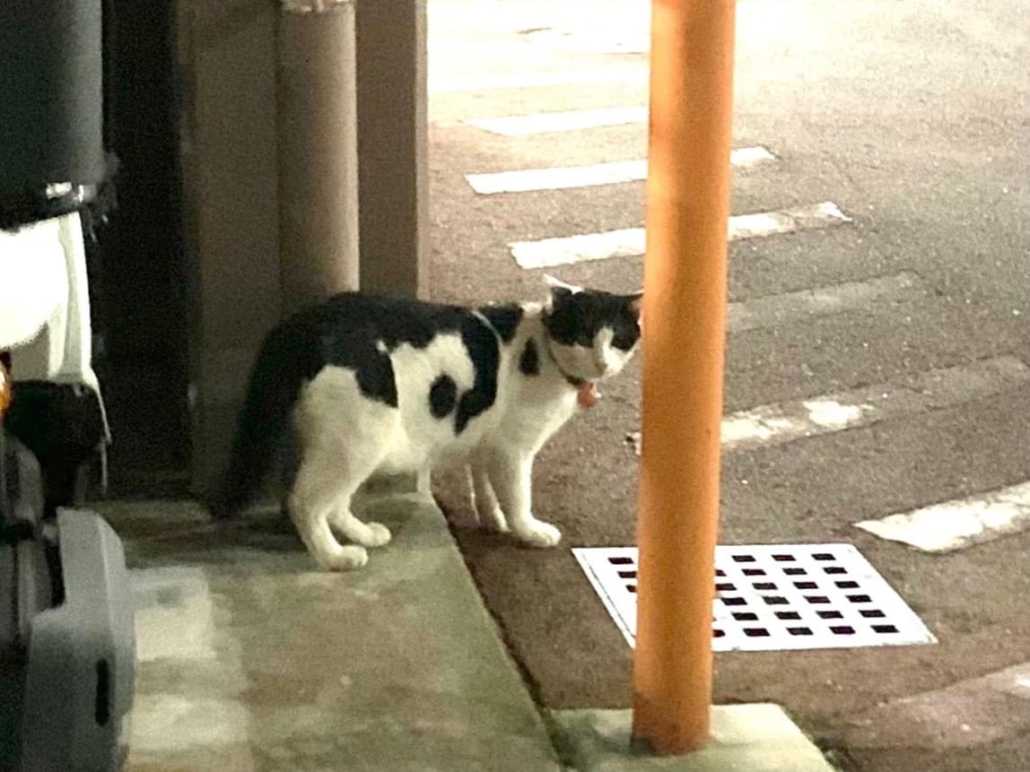目撃された猫 目撃された猫