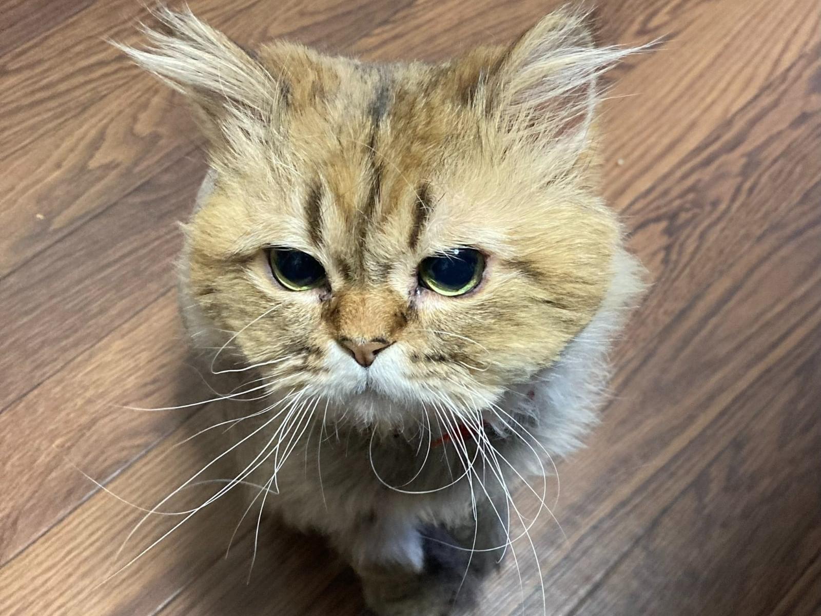 すだちちゃん すだちちゃん