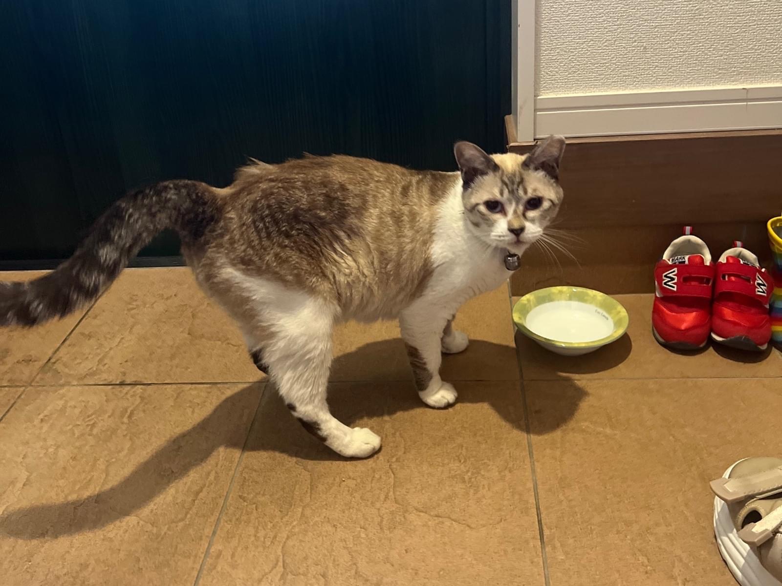保護された猫 保護された猫