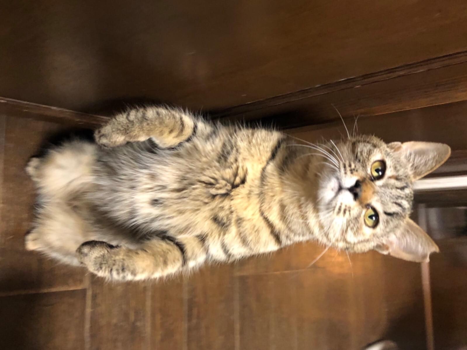 ショーちゃん ショーちゃん