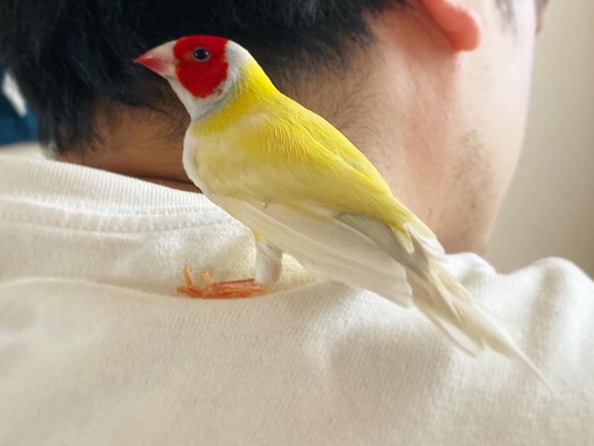 ちむちゃん ちむちゃん