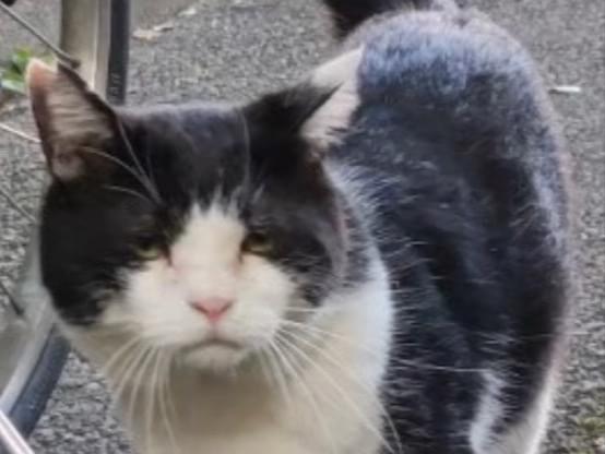 フクちゃん フクちゃん