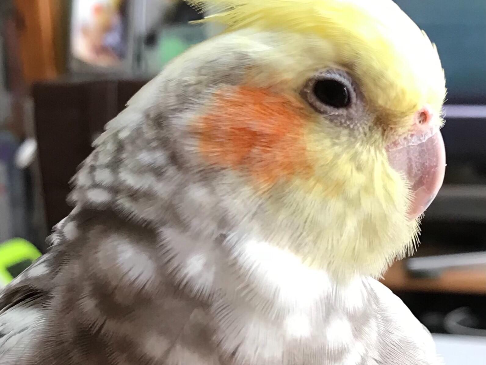 たーちゃん たーちゃん