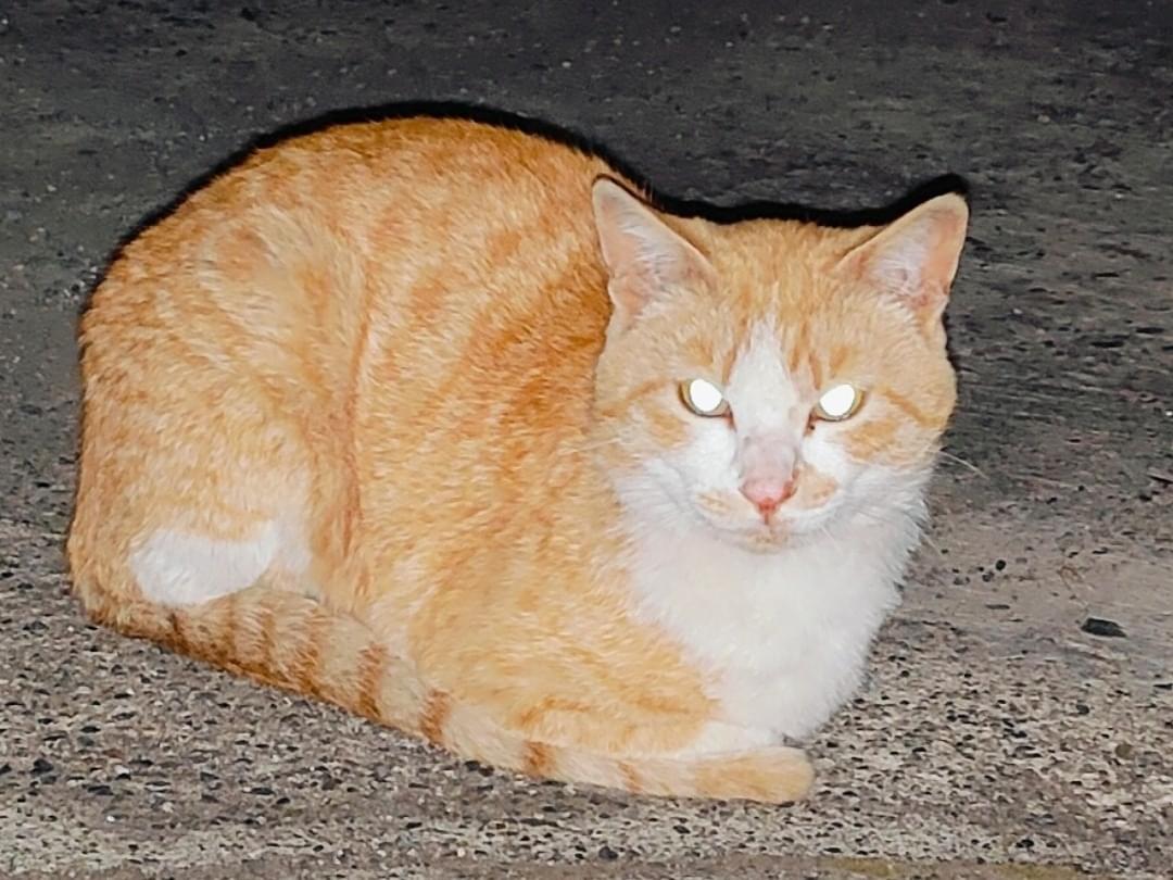 目撃された猫