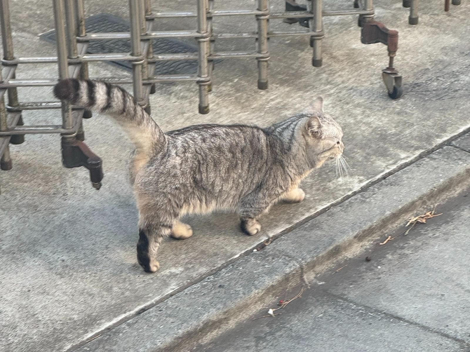 目撃された猫 目撃された猫