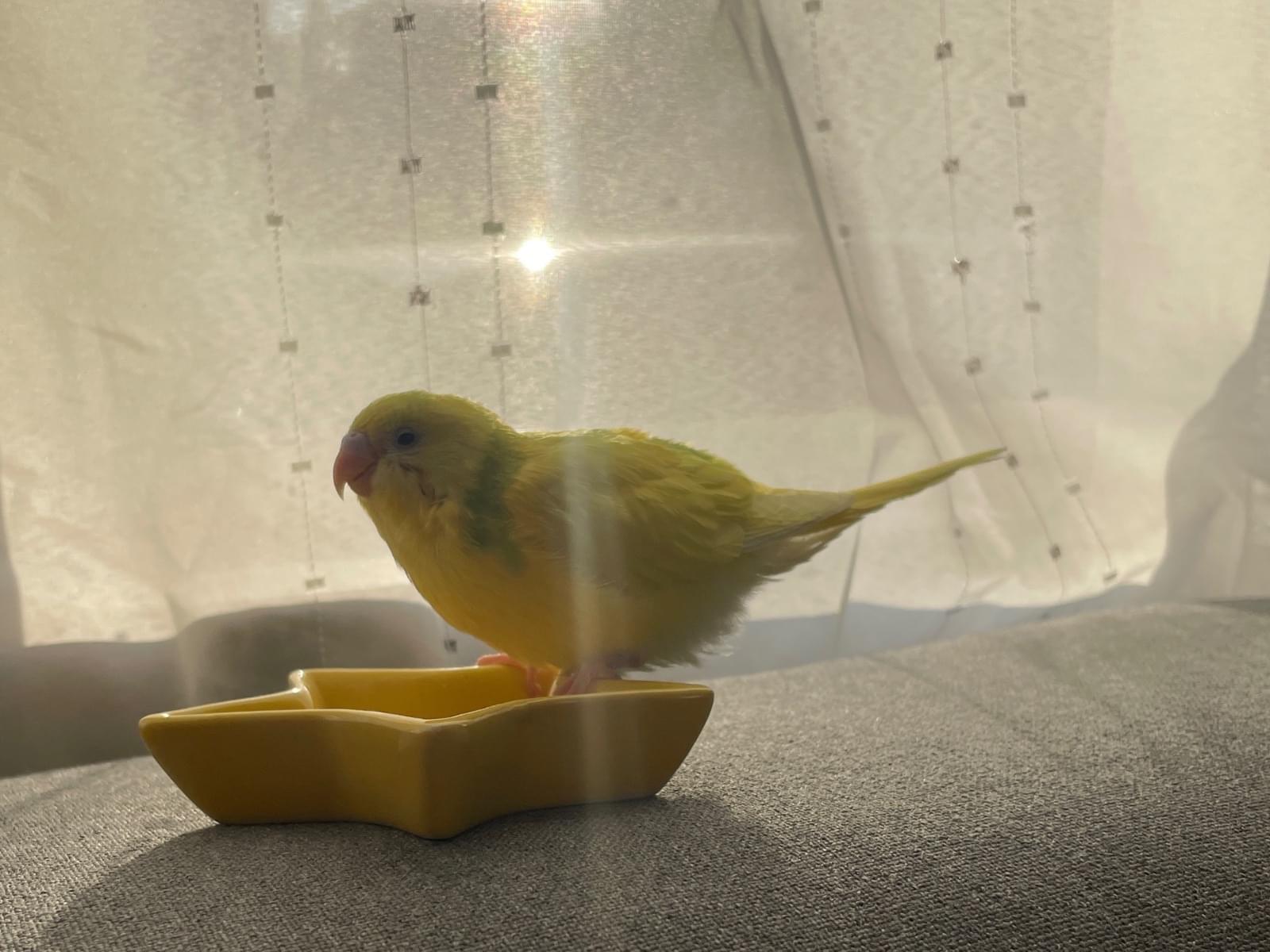 レモンちゃん レモンちゃん