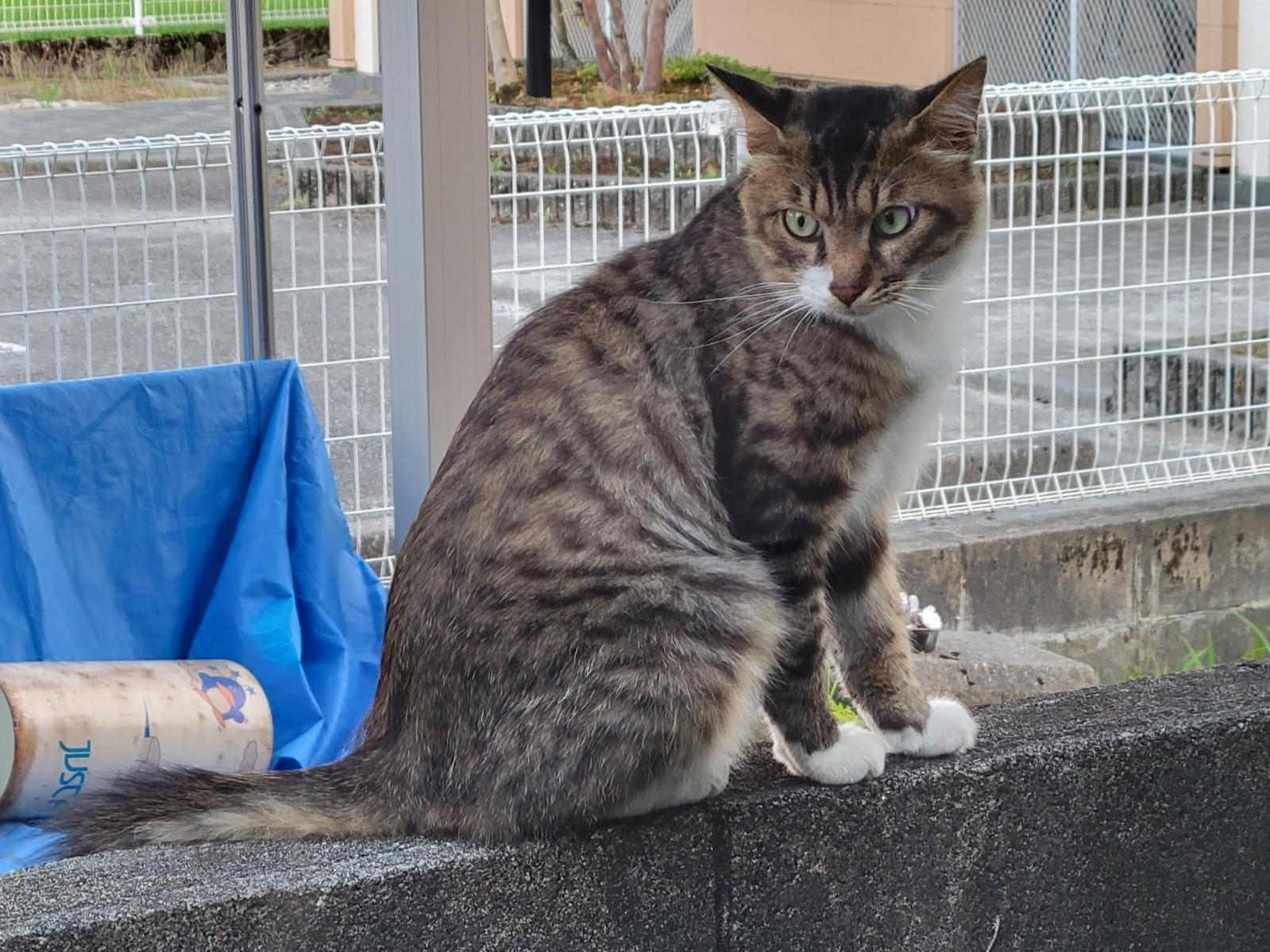 目撃された猫 目撃された猫