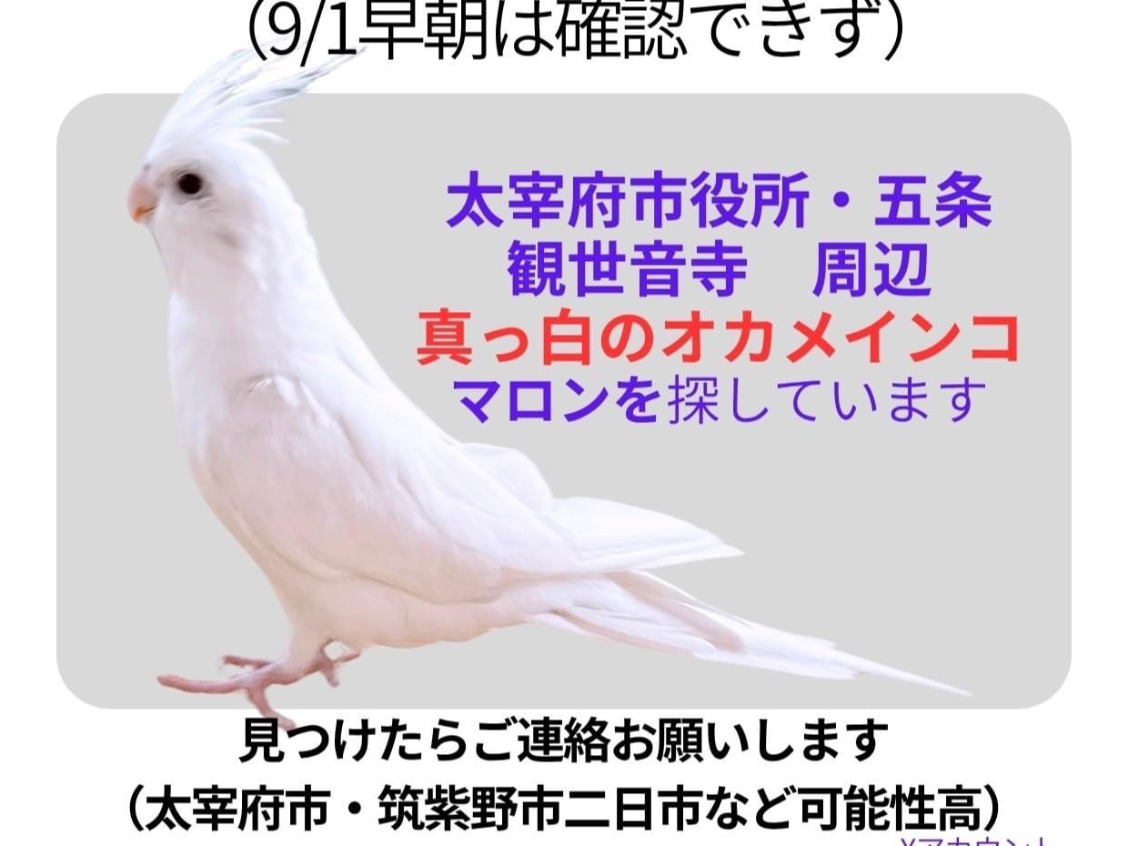 マロンちゃん マロンちゃん
