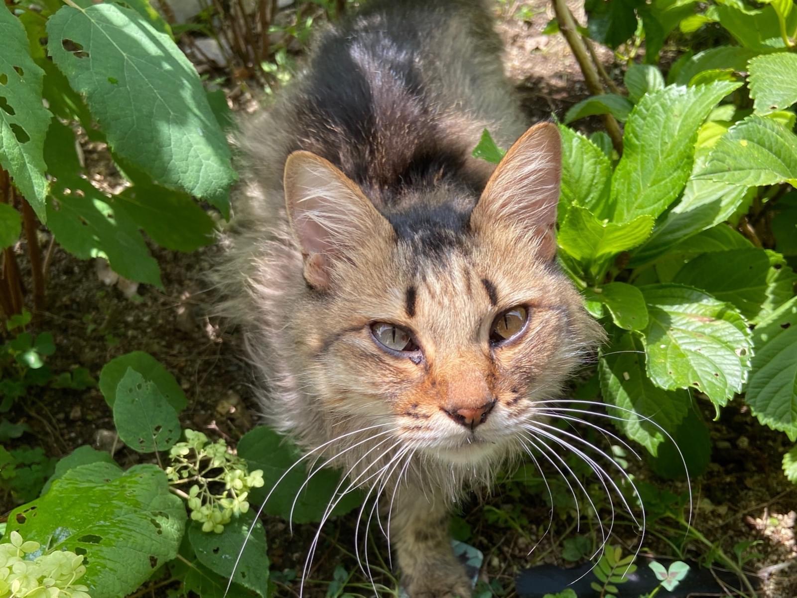 目撃された猫 目撃された猫