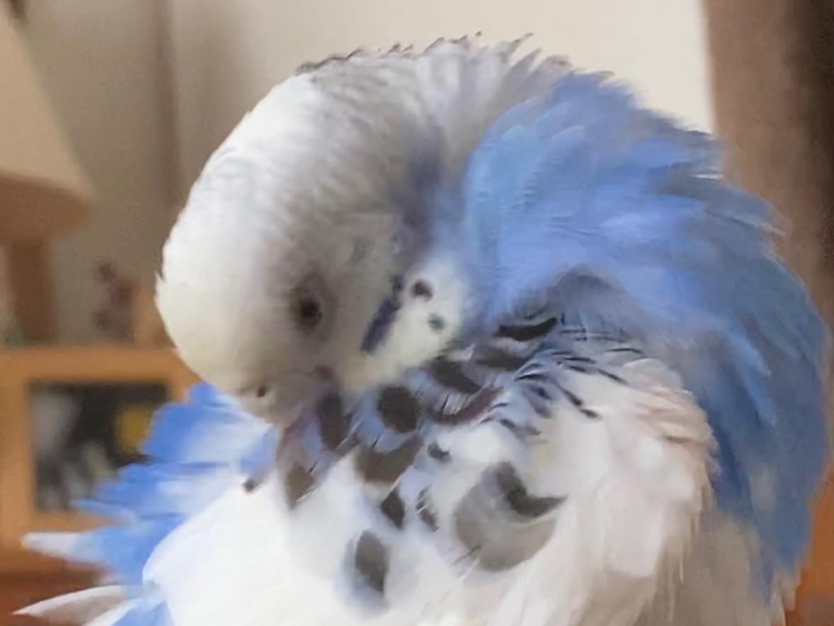 ぴーちゃん ぴーちゃん