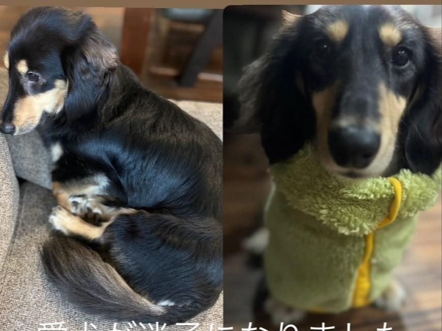 わらびちゃん