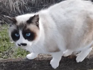 たぬき猫様 maxresdefault.jpg?sqp=-