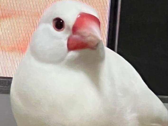 ぶんたちゃん ぶんたちゃん