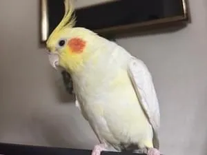 オカメインコ ルチノー コロスケ(オス)