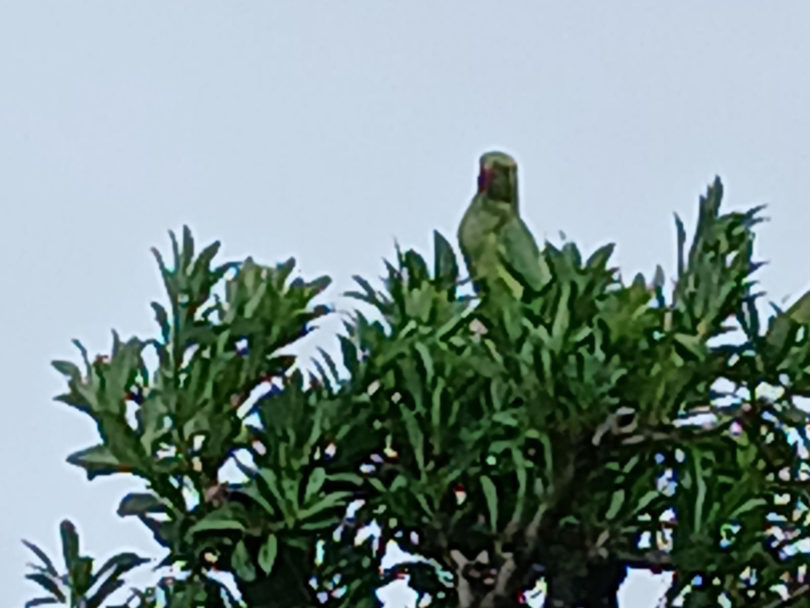 目撃された鳥 目撃された鳥