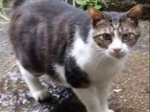 目撃された猫 目撃された猫