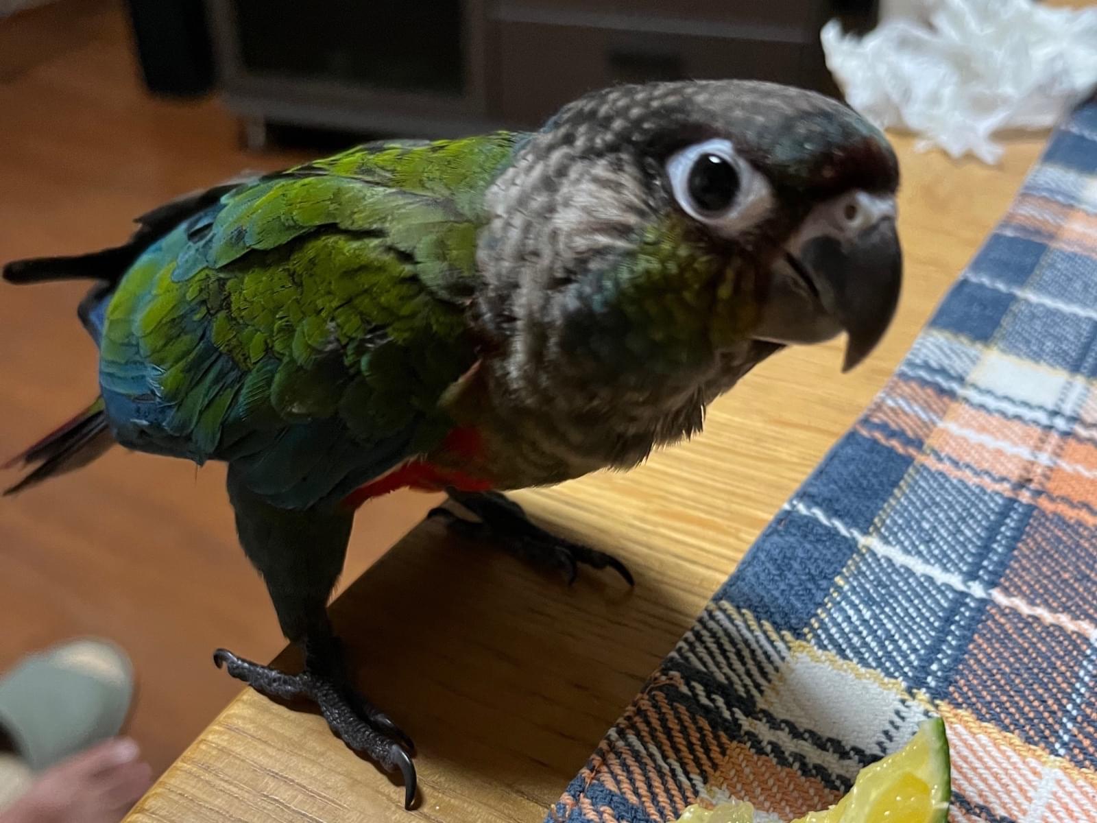 べんけいちゃん べんけいちゃん