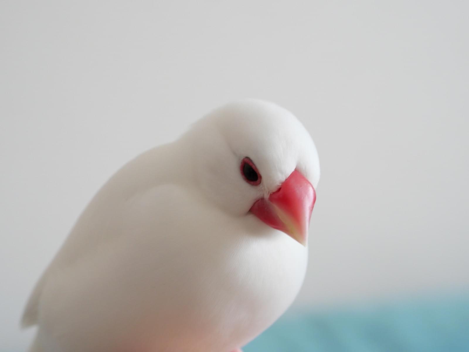 ユキちゃん