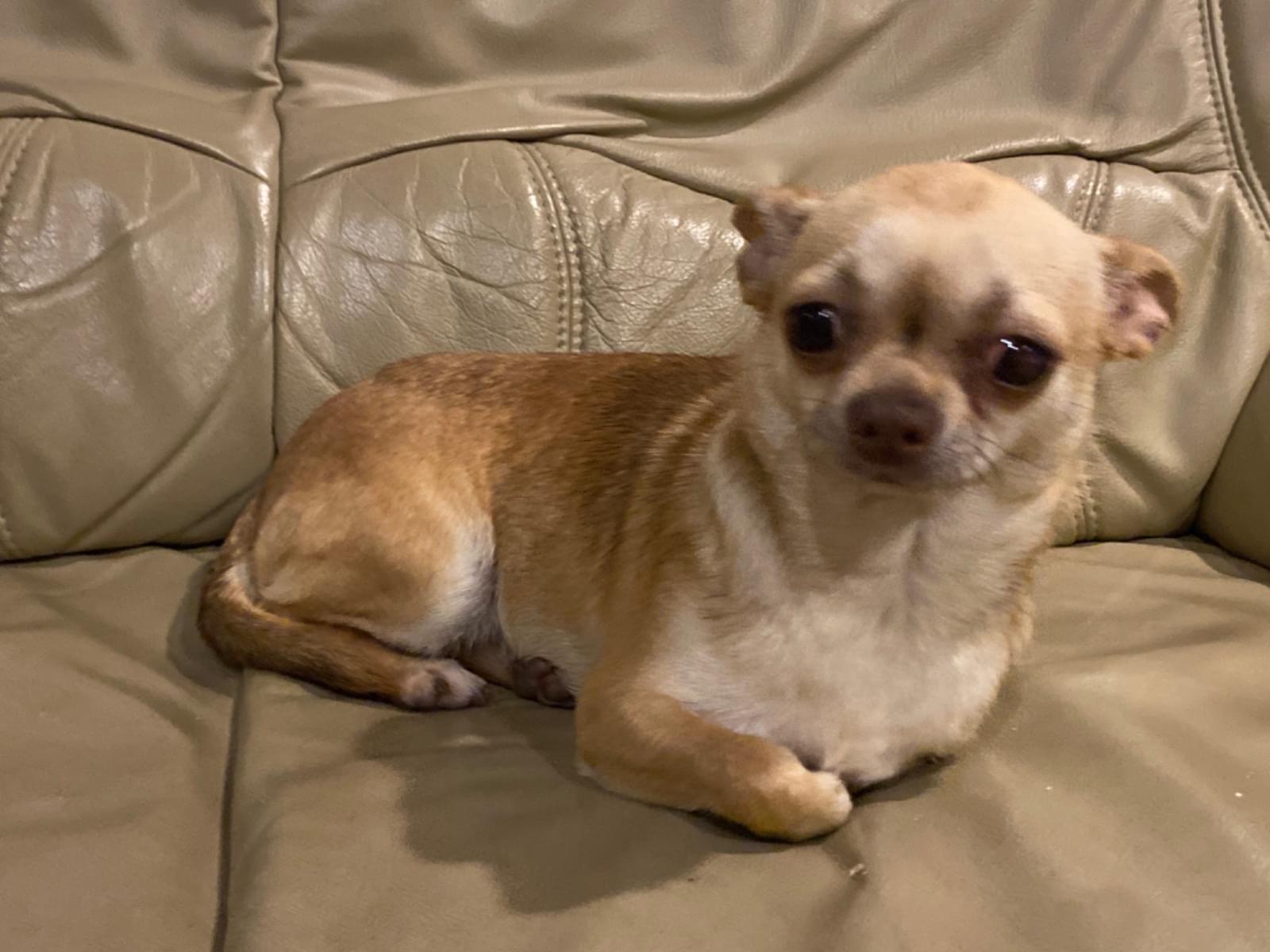 保護された犬 保護された犬