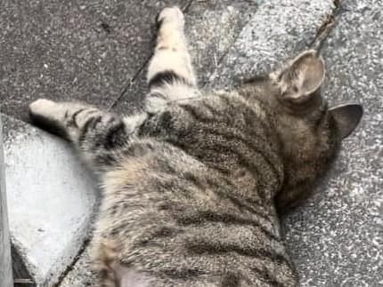 りりちゃん りりちゃん