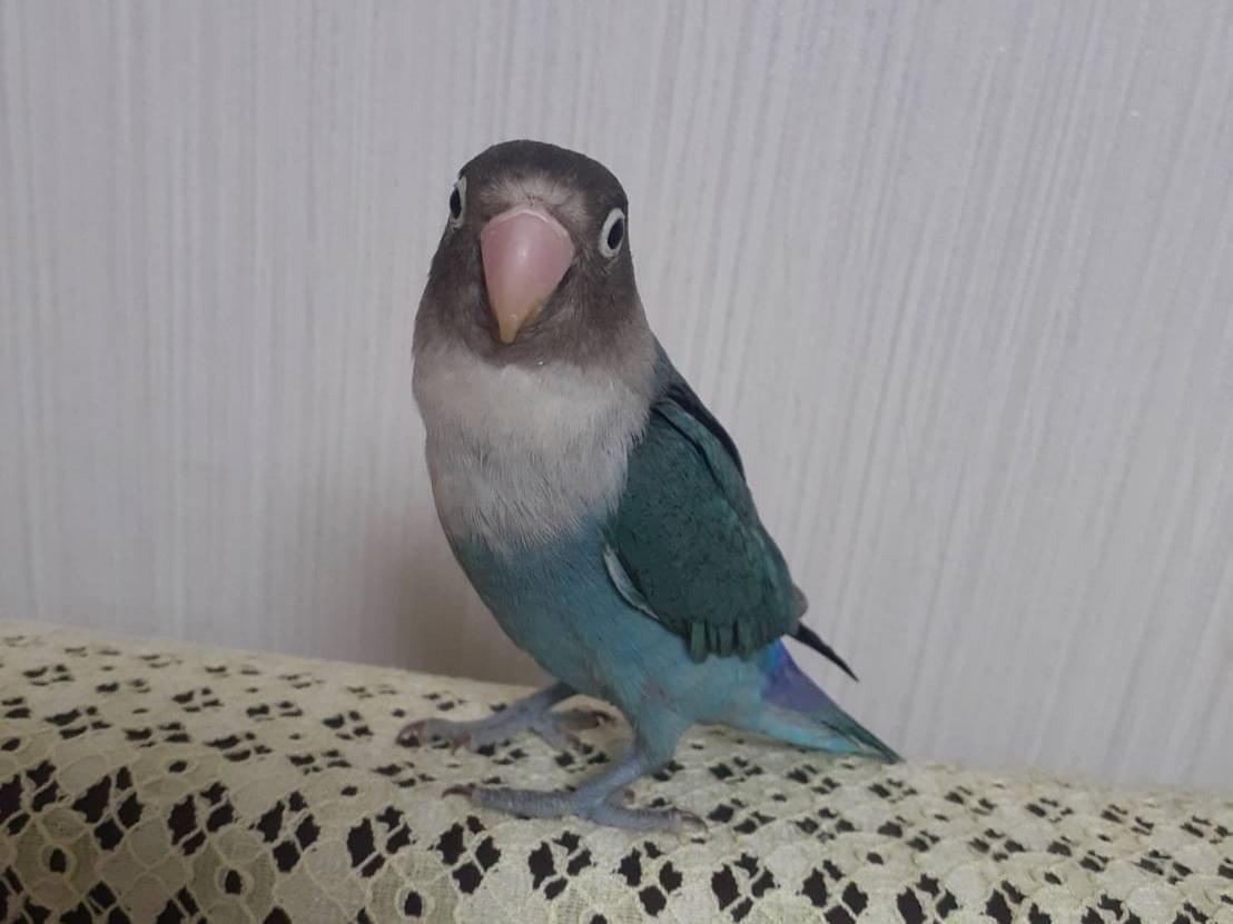 ぽぽちゃん ぽぽちゃん