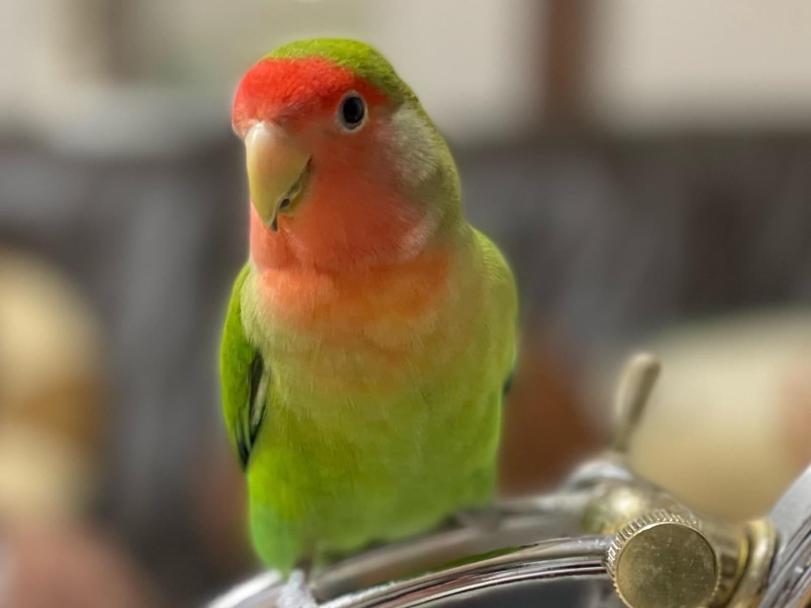 ぴーすけちゃん ぴーすけちゃん