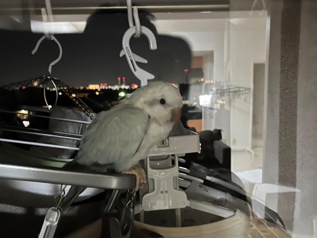 目撃された鳥 目撃された鳥