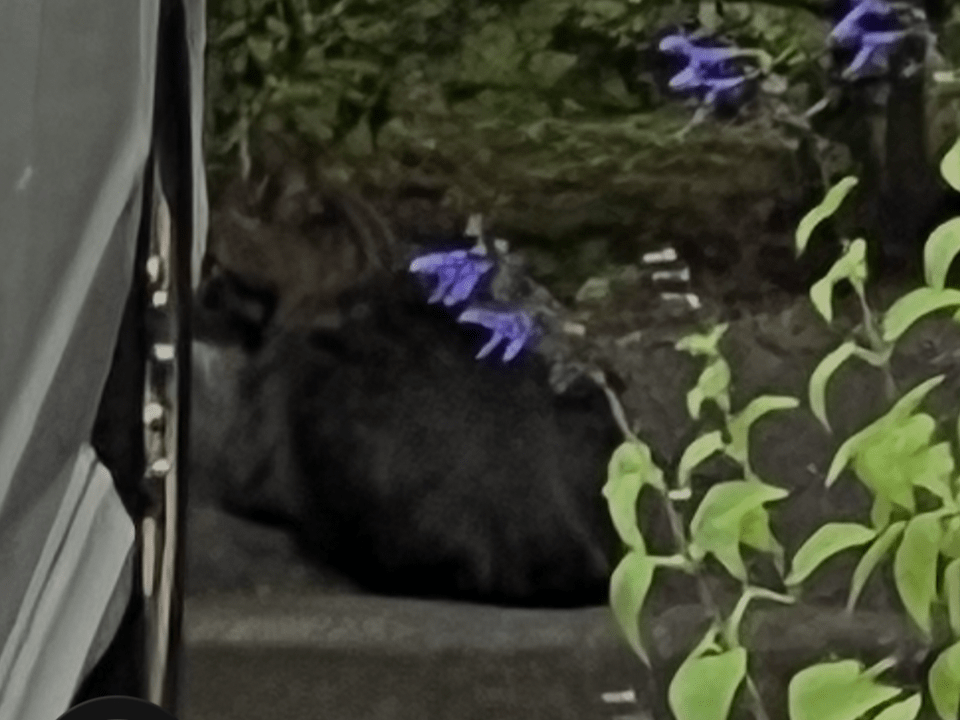目撃された猫 目撃された猫