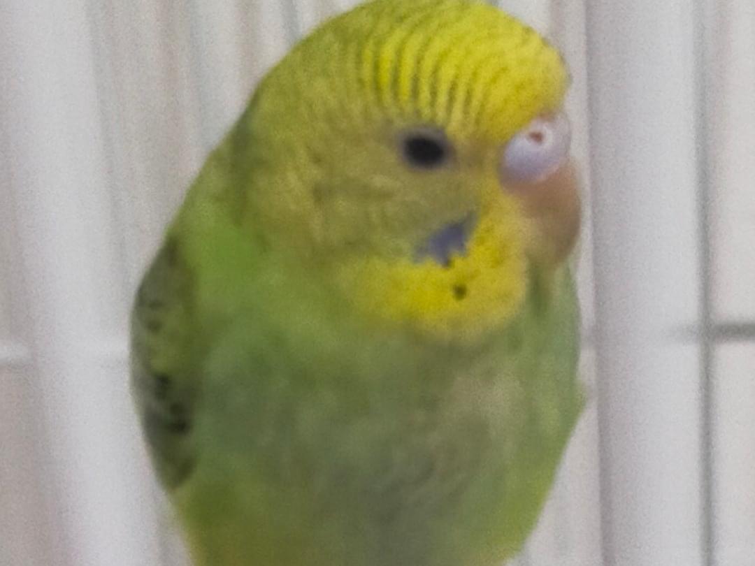 ミノちゃん ミノちゃん