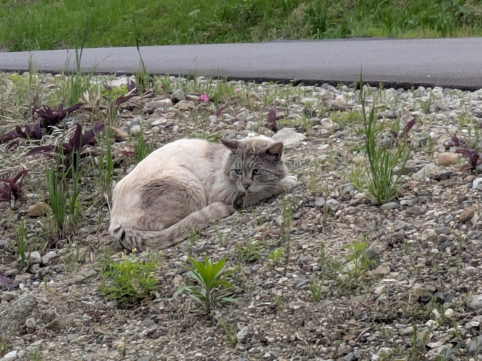 目撃された猫