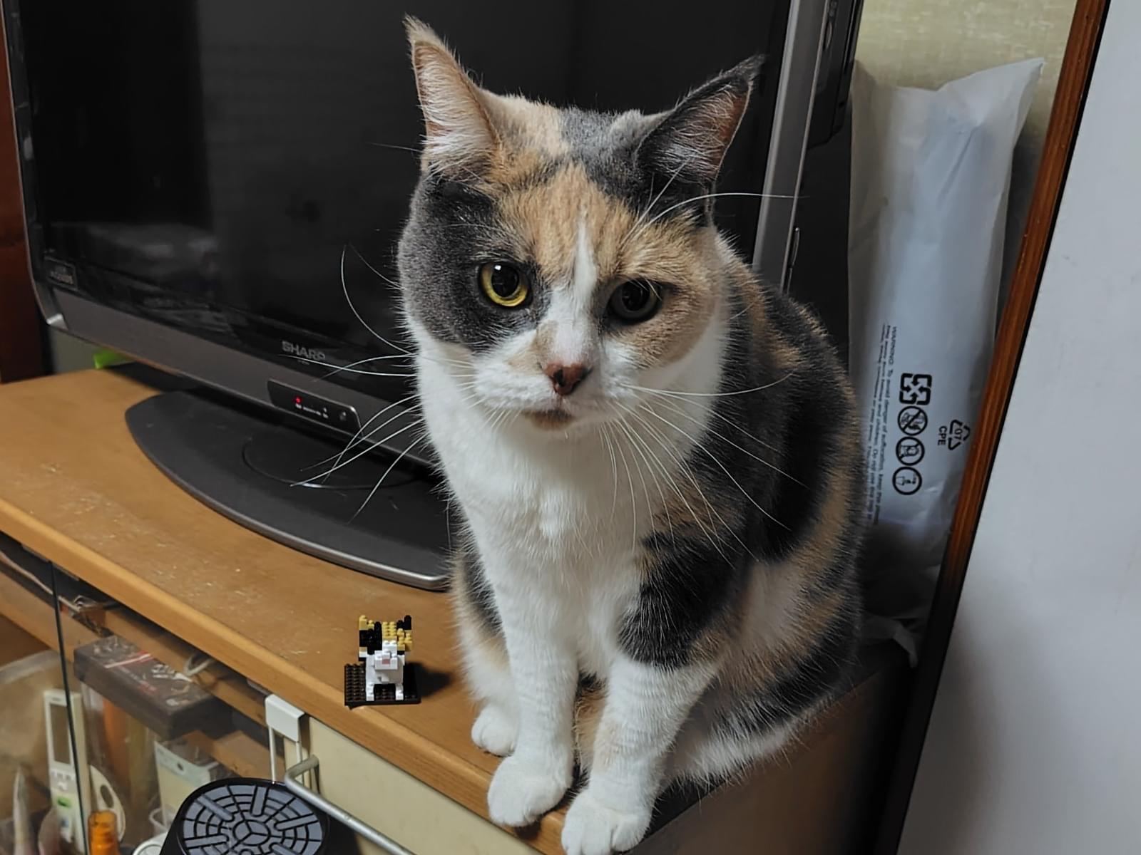 ももちゃん ももちゃん