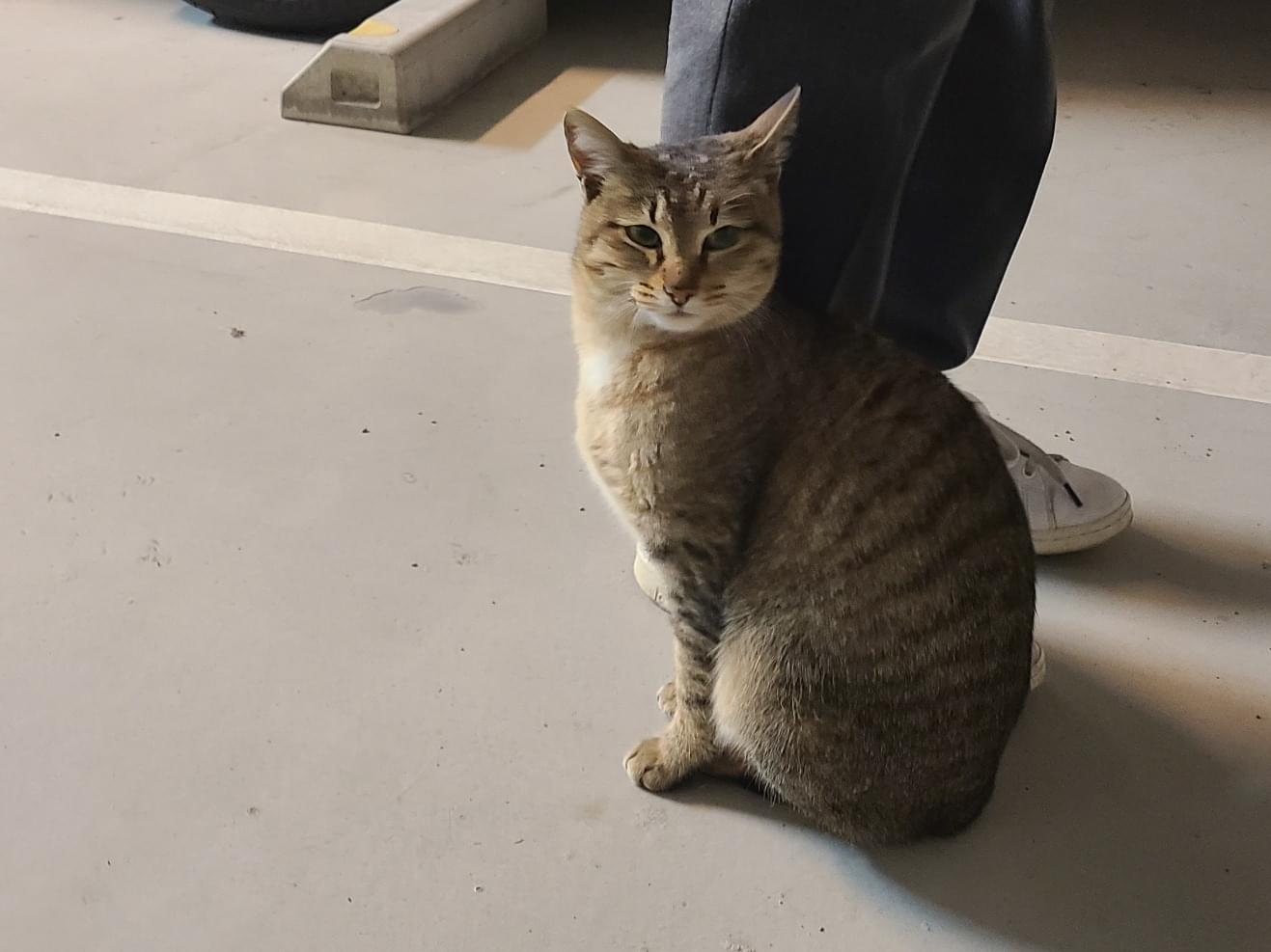 目撃された猫 目撃された猫