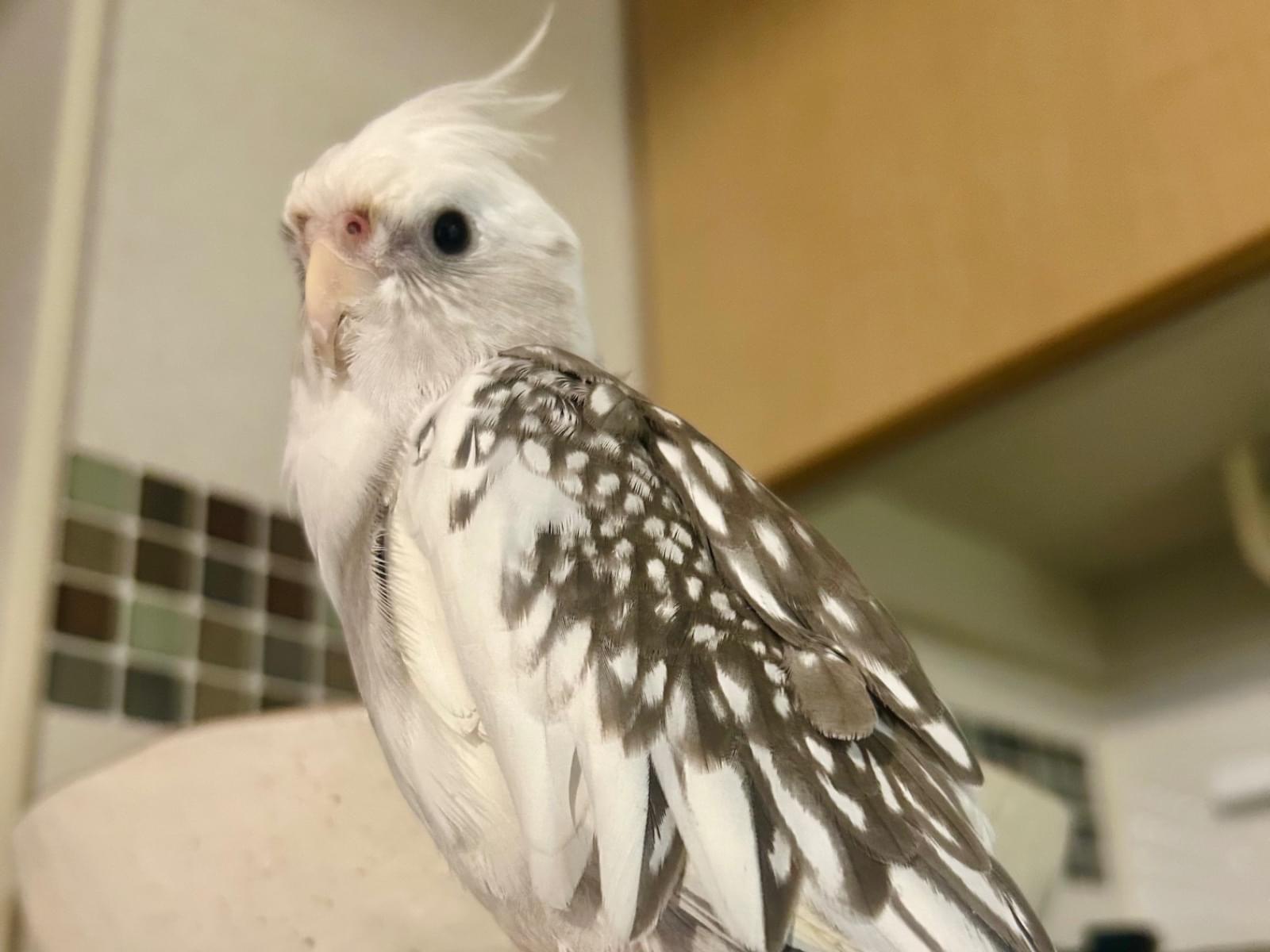 シェリちゃん シェリちゃん