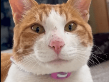 保護された猫 保護された猫