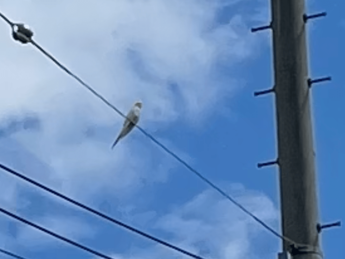 目撃された鳥 目撃された鳥