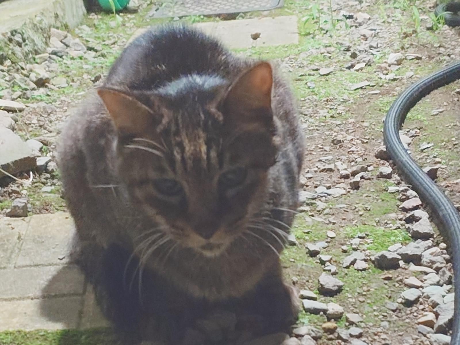 目撃された猫 目撃された猫