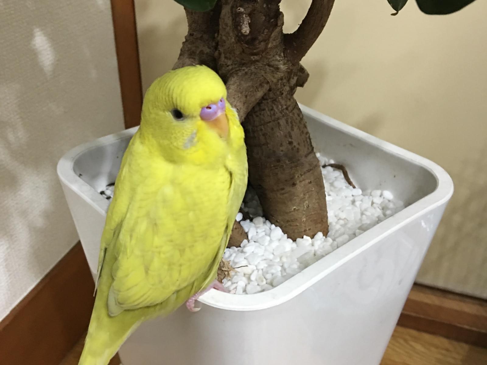 ピピちゃん ピピちゃん