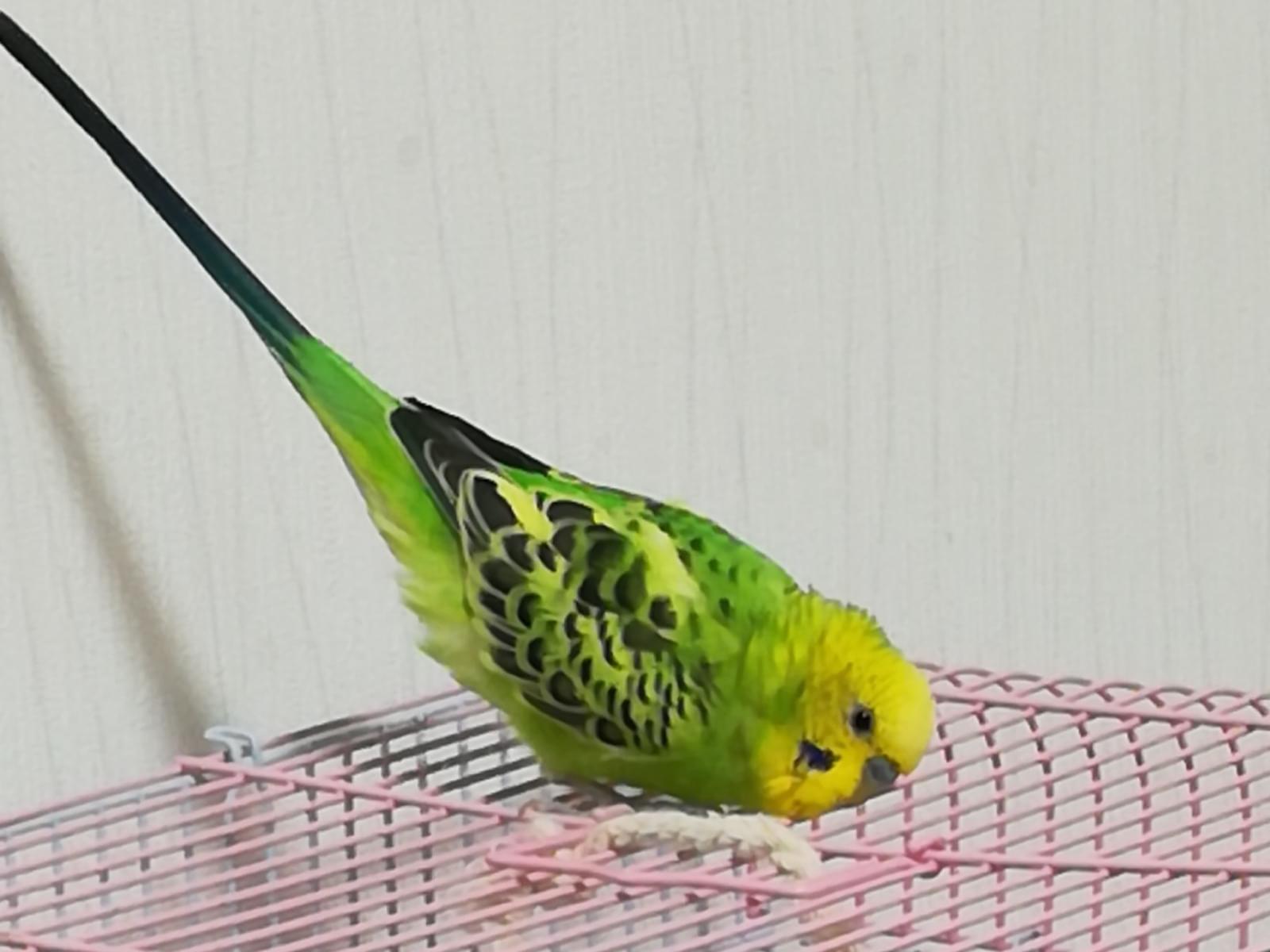 チビちゃん チビちゃん
