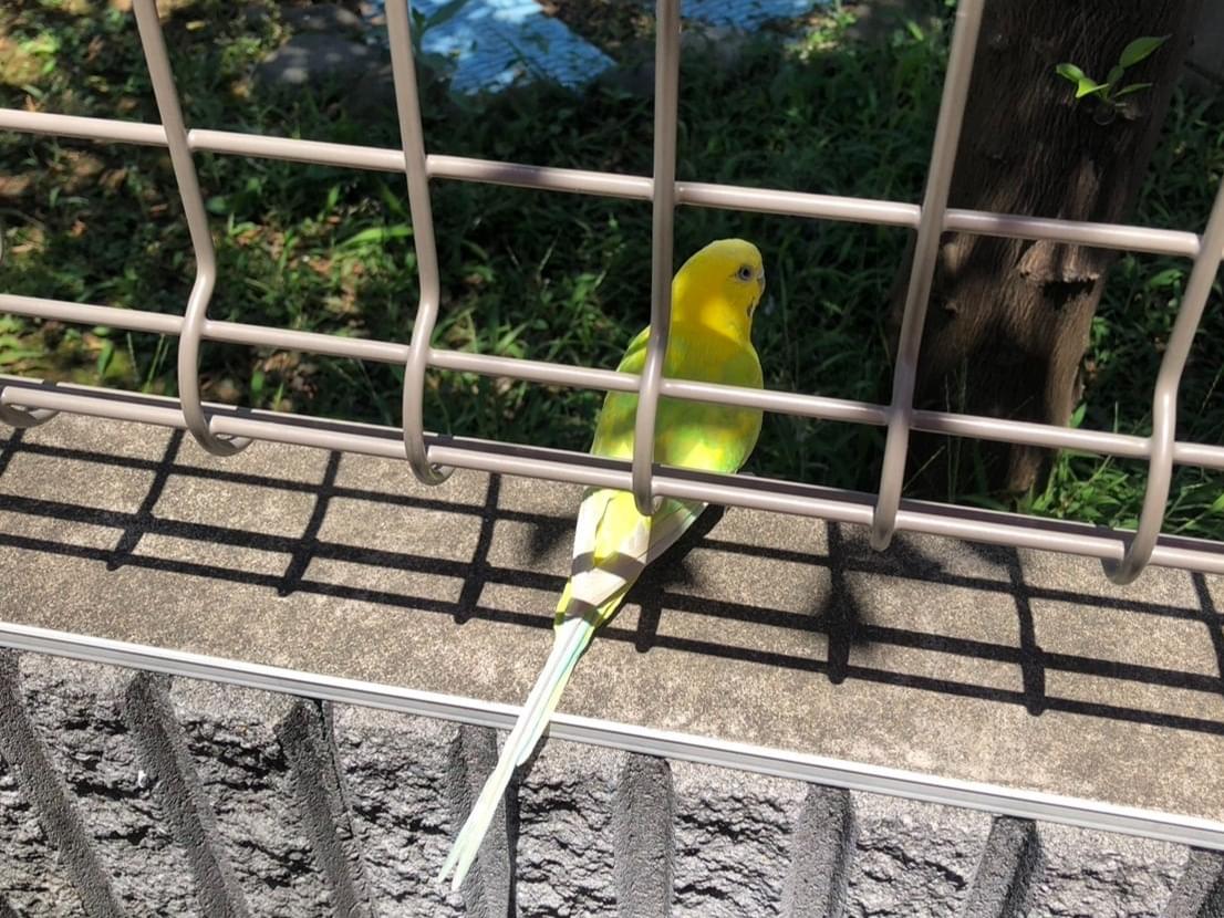目撃された鳥 目撃された鳥