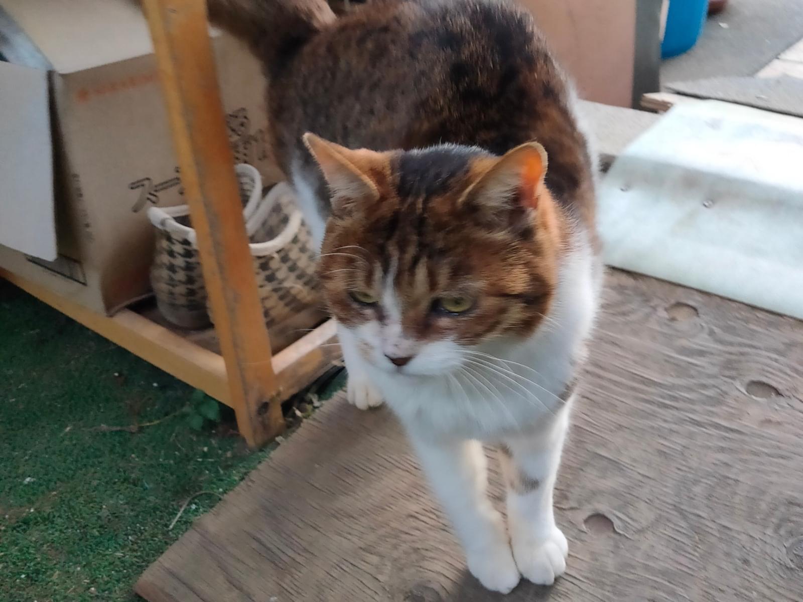 目撃された猫 目撃された猫